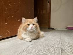 61393
