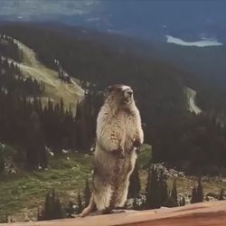 523320