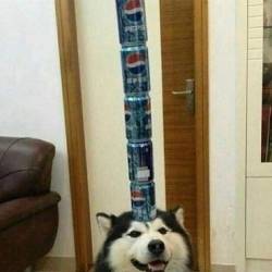 4271040